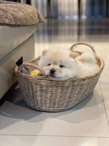 Chow Chow