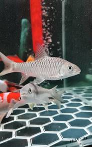 ikan kelah merah 5 inci