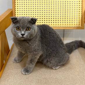 scottish fold kitten