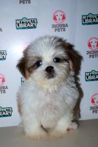 D17 Fluffy Shih Tzu Puppy