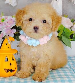 Poodle