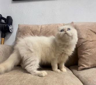 cat