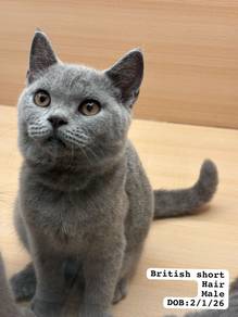 Bsh Blue