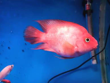 ikan parrot 6inci