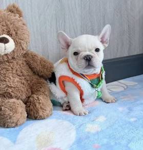 FRENCH BULLDOG PUPPIES VIP849🌻 Boy-Premium