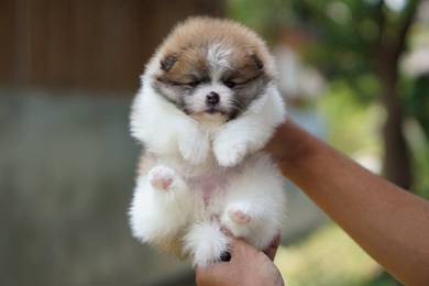 Pomeranian puppies 