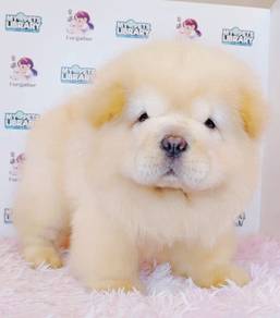 CHOW Chow