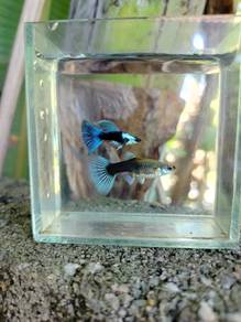 borong ikan guppy silverado hb blue rm5 
