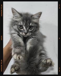 Kucing kitten