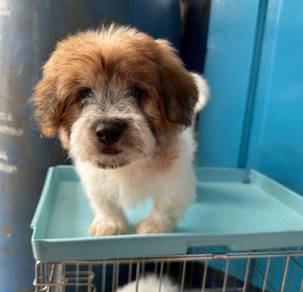 Shihtzu