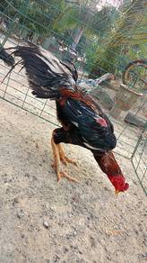 Ayam Kambu Bapak batang kaki