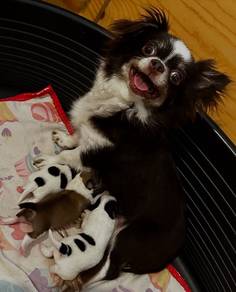 apple head Chihuahua puppies t