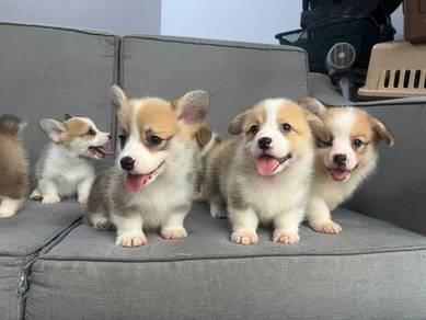 Corgi