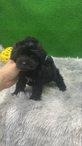 pure black female poodle puppy