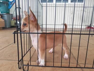 Offer! 3 months Chihuahua puppy 2710C
