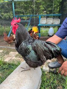 Ayam Australorp Black Pure Breed
