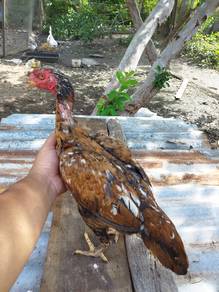 Induk Muda Ayam Ratu