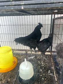 Ayam Cemani