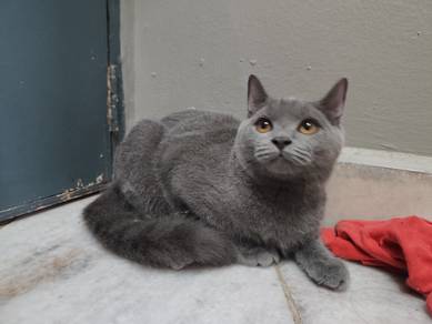BSH kitten 