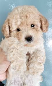 TRR17R Tiny Poodle super adorable puppy