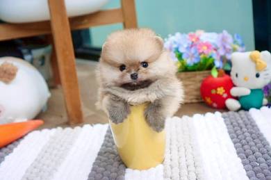 sable color Pomerinian 