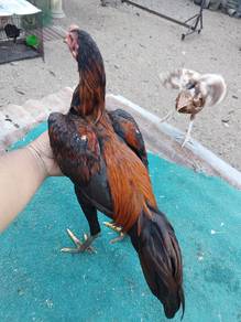 Ayam