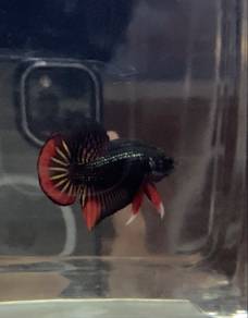 imbellis red copper & blue