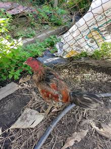 ayam kampung 