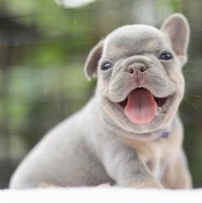 FRENCH BULLDOG PUPPIES 🌻VIP141 Girl Boy