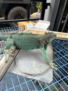 Iguanas pair proven