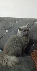 Kucing British Long Hair