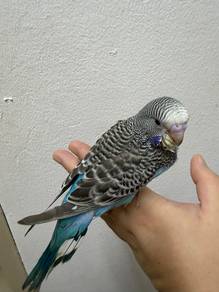 Budgie Jinak