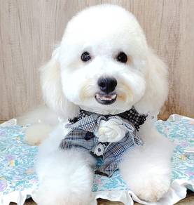 Maltipoo