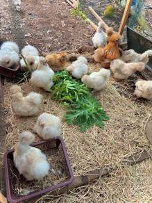 ayam silkie ,american silkie chicken