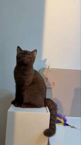 BSH Chocolate