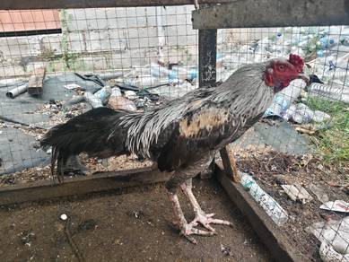 Ayam Kampung 
