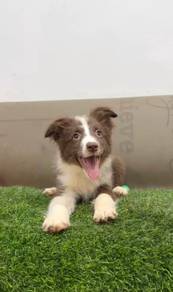 Birder collie mka microchip
