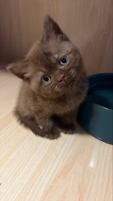 bsh cinnamon male