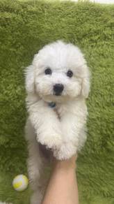 泰迪男
Tiny Poodle
Male
M-1
Dob : 08-04-26