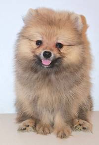 i48 Fluffy Pomeranian Dog