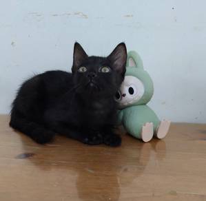 Black kitten female for free adoption