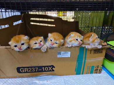 BSH Golden kittens