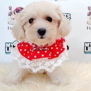 Maltipoo Tiny Toy