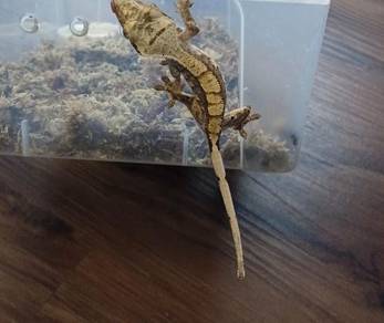 Crested gecko 