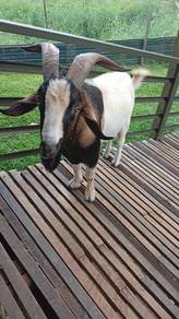 Jualan kambing