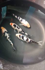 Ikan koi