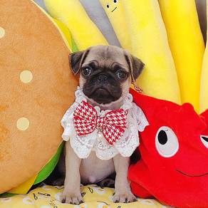 Pug