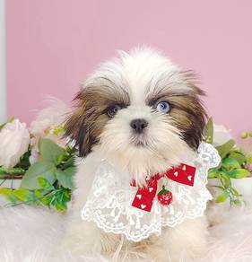 Shih Tzu