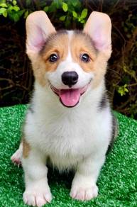 CORGI PUPPIES C218 🌻 cheeky Puppy male