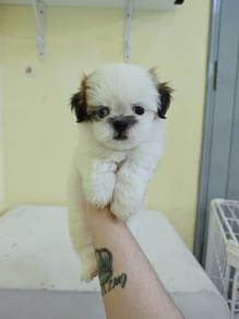 cute baby shih tzu male